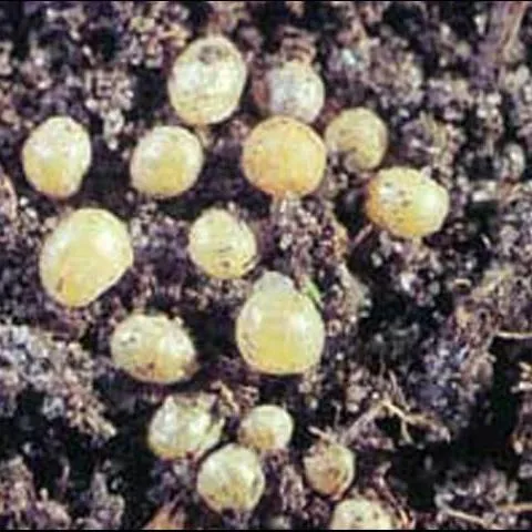 thumbnail for publication: Ground Pearls, Margarodes spp. (Insecta: Hemiptera: Margarodidae)